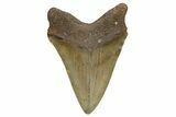 Serrated, Fossil Megalodon Tooth - North Carolina #345658-2